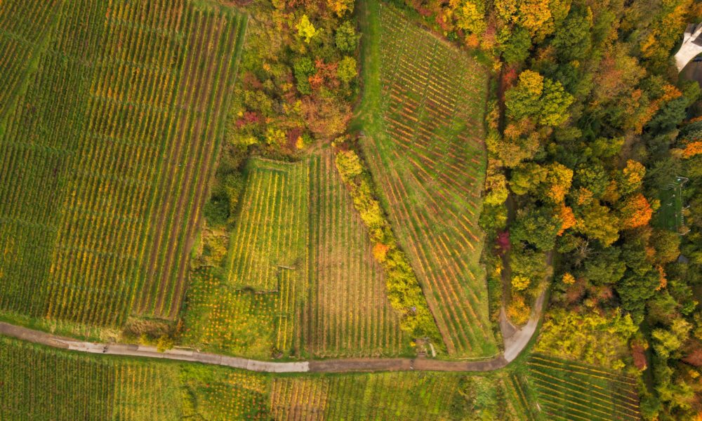 English Vineyards Summer harvest