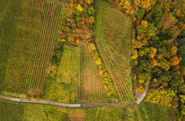 English Vineyards Summer harvest