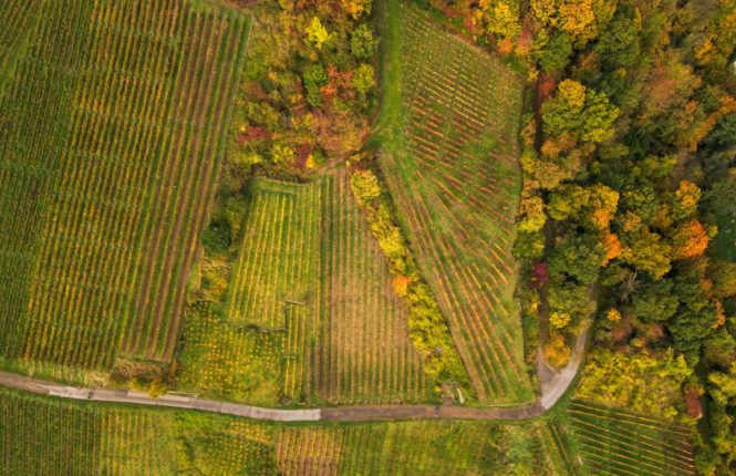 English Vineyards Summer harvest